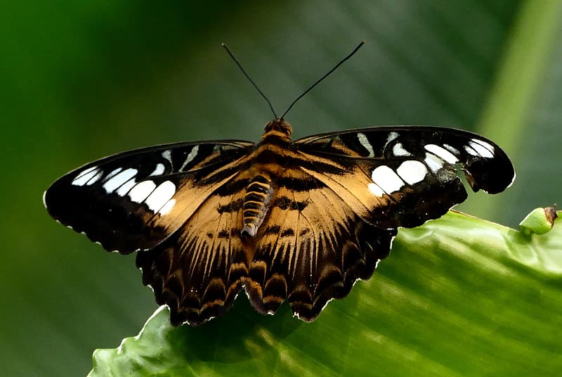 drewniane muchy inspirowane motylami